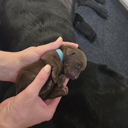 Light Blue Collar - Chocolate male Labrador Retriever puppy in Shrewsbury, Massachusetts from Inna's Labrador Retrievers