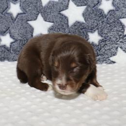 Atlas - Red tri male Miniature Australian Shepherd puppy in Guthrie, Oklahoma from Raised Right Pups