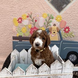 Honey Bun - Red  female Goldendoodle puppy in Chino Valley, Arizona from Bass Creek Doodles