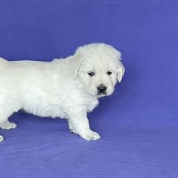 "Ruby" Golden Retriever Puppies from Cream of the Crop Kennel