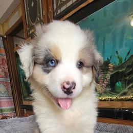 Jessy - Blue merle male Australian Shepherd puppy in Guthrie, Oklahoma from 2bar Aussies