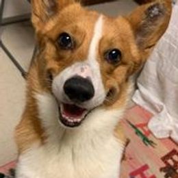 Pembroke Welsh Corgis from Abc Cattle Co corgis