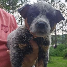 Girl 2 - Blue female Australian Cattle Dog puppy in Dalton, Pennsylvania from Whiteduck Mountain Kennel AKC Australian Cattle Dogs and AKC Fox Red Labrador Retrievers