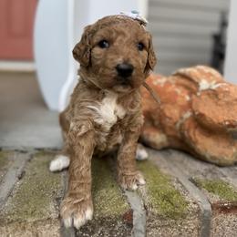 Harbor - Red  female Goldendoodle puppy in Camden, North Carolina from Oopsie Doodles of NC