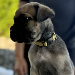 Cane Corso Puppies from PNW Cane Corsos