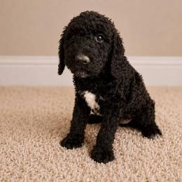 Louis - Black male Labradoodle puppy in Prescott Valley, Arizona from AZ Blue Sky Dogs
