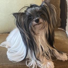 Yorkshire Terrier Puppies from Mid-South Yorkie’s, LLC