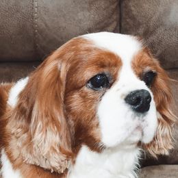 Cavalier King Charles Spaniels and Cavapoos from Middle Creek Ranch