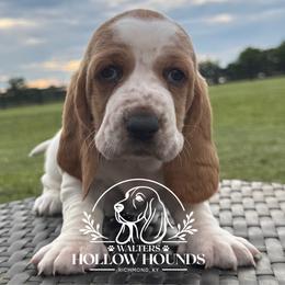 Dixie - Red and white female Basset Hound puppy in Richmond, Kentucky from Walters Hollow Hounds