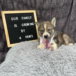 Mercury - Agouti and white male Siberian Husky puppy in Lagro, Indiana from Siberian Huskies-Beckham the Great