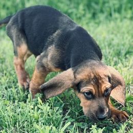 Bloodhounds from Ozark Mountain Kennel Bloodhounds