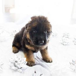 German Shepherd Puppies from Journey's German Shepherds (Kennel Vom Himmel)