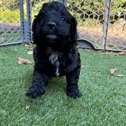 Bluey - Black and white male Cockapoo puppy in Williamston, South Carolina from Sassy Bob’s Dogs