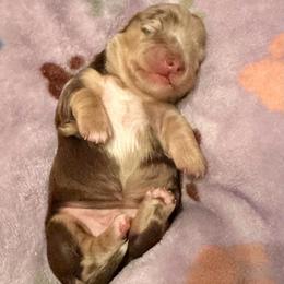 Chocolate Cream Dapple Boy 2 - Dapple male Dachshund puppy in Madison, Indiana from Jensen Dobermans and Dachshunds