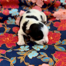 Girl 3 - Black tan and white female Biewer Terrier puppy in Kerhonkson, New York from Arc-en-Ciel Biewers