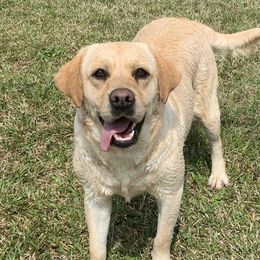 Millie - Labrador Retriever