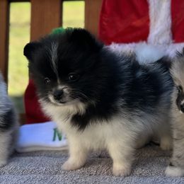 Stellar - Pomeranian puppy from Tiara house of poms