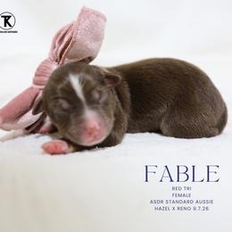Fable - Red Tri Female - Red tri-color female Australian Shepherd puppy in Nacogdoches, Texas from TK Standard, Mini, & Toy Aussies