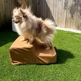 Canela - Pomeranian