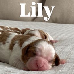 Lily - Blenheim Cavalier King Charles Spaniel puppy in Broxton, Georgia from Cavalier & Co.