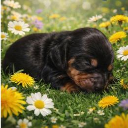 Boy 2 - Black and tan male Dachshund puppy in Fritch, Texas from The Weenie Farm