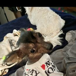 Chihuahua and Chinese Crested Puppies from Western Kentucky Chihuahua’s and Chinese Crested’s