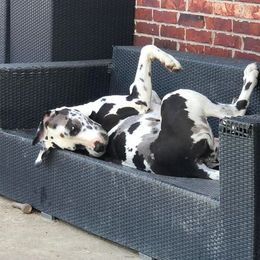 Great Dane All Grown Up from Riverwood Danes