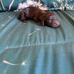 Brody - Brindle male Dachshund puppy in Nampa, Idaho from 208 Wiener Wiggle Butts LLC
