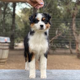 Black tri with more white - Black tri female Miniature American Shepherd puppy in New Mexico from Von Südwest German Shepherds and Mosaic Mini American Shepherds
