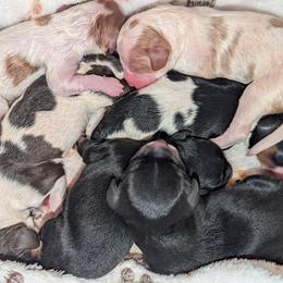 Cavapoo Puppies from WW Cavapoos