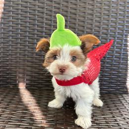 Winston - Chocolate, tan and white male Yorkshire Terrier puppy in Florence, Alabama from Yorkies of Forest Creek