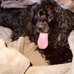 Grizzly - Cocker Spaniel