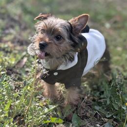 Coco - Black and tan male Yorkshire Terrier puppy in Columbia, South Carolina from Forever Yourkies 🐾