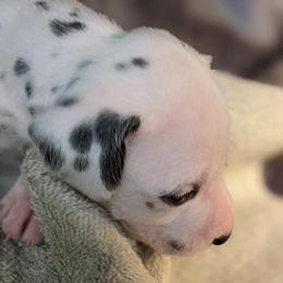 Girl 6 - White and black female Dalmatian puppy in Maryville, Tennessee from Coachside Dalmatians