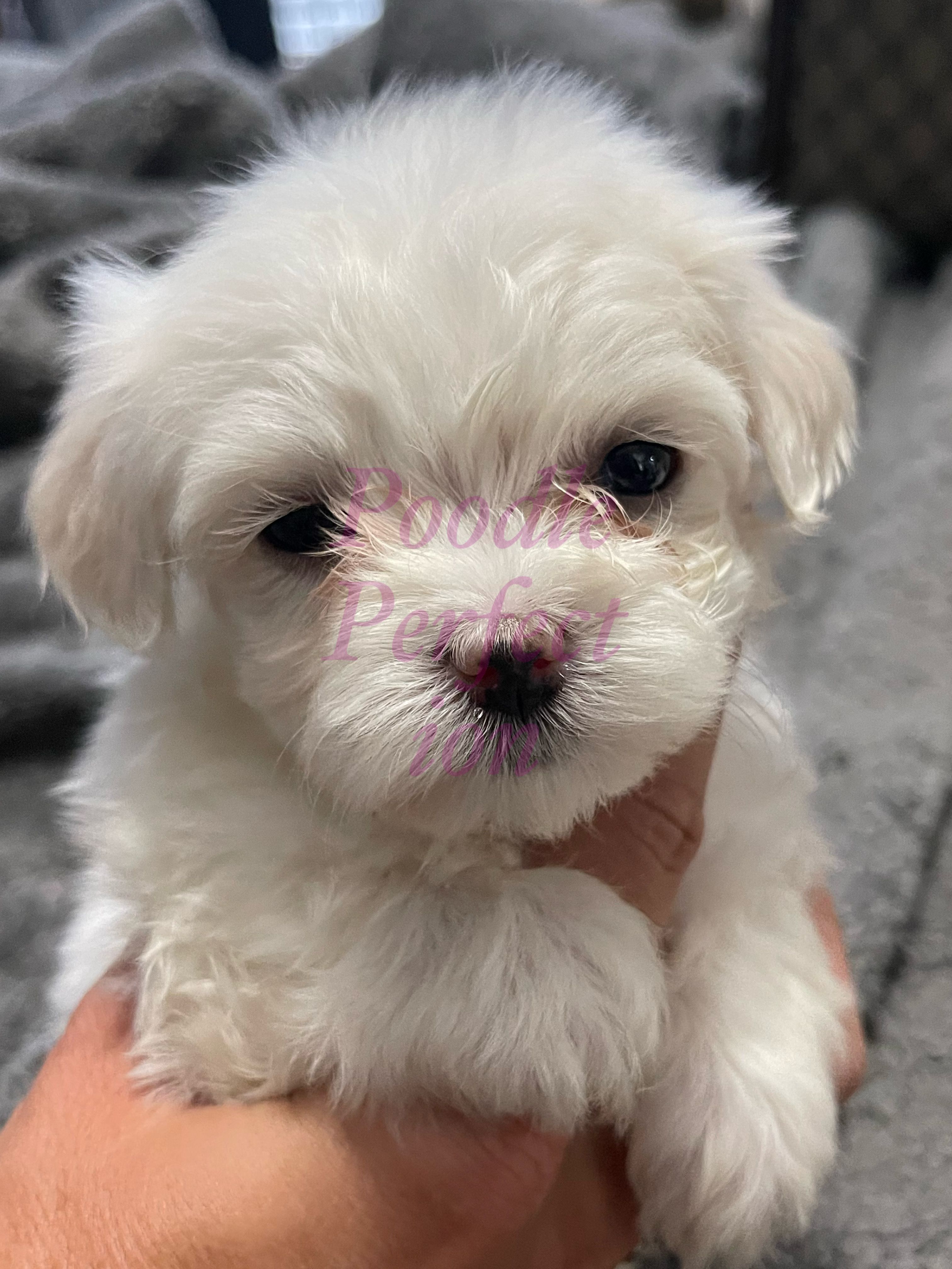 Home - Toy Poodle and Maltese Perfection