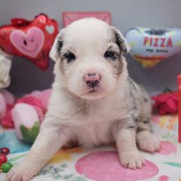 Trolli - Blue merle male Australian Shepherd puppy in Riverside, California from Aus Cal (Aussies of soCal)