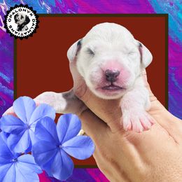 Dark Red - White and black male Dalmatian puppy in Morriston, Florida from OpalOnyx Dalmatians