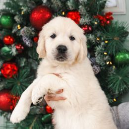 Light pink collar Ruby - Light golden female Golden Retriever puppy in Oregon from A Goldens First Love