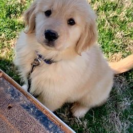 Golden Retrievers from Emerson Retrievers