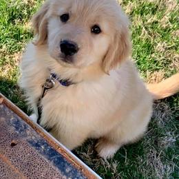 Golden Retrievers from Emerson Retrievers