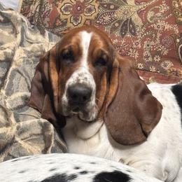 Charlee - Basset Hound