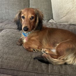 Dachshund All Grown Up from Scarletson Dachshunds
