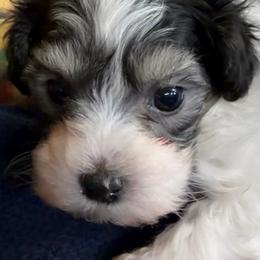 Mason - Parti male Maltipoo puppy in Lawrenceburg, Tennessee from LUV Poodles and Maltipoos