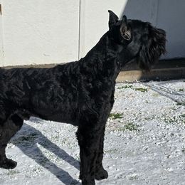 Tripp - Giant Schnauzer