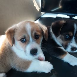 Pembroke Welsh Corgi Puppies from Gary's Pembroke Welsh Corgis