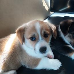 Pembroke Welsh Corgi Puppies from Gary's Pembroke Welsh Corgis