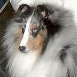 Pirate - Shetland Sheepdog