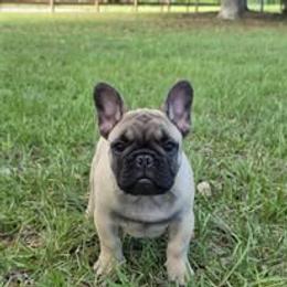 French Bulldog Puppies from Reds Frenchies