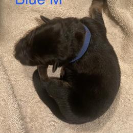Blue collar boy - Black and red male German Shepherd puppy in Coleta, Illinois from Four Leaf Farm- Vom Vierblättriges Bauernhof