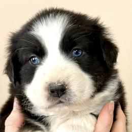 Hemy - Black tri-color female Australian Shepherd puppy in Gowen, Michigan from XA AUSTRALIAN SHEPHERDS